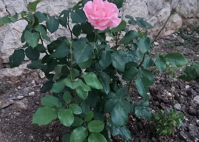 Bel Fiore, Brand New Great View *