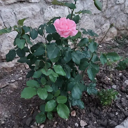 Bel Fiore, Brand New Great View *